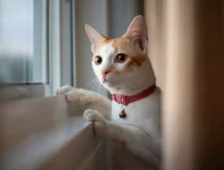 Kucing, Si Manis Berbulu yang Mencuri Hati Manusia