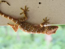 Rumah Anda Banyak Tokek? Ini Sejumlah Mitos Terkait Keberadaannya