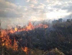 Puluhan Hektar Hutan Produksi di Sambelia Terbakar, Polisi Mulai Penyelidikan