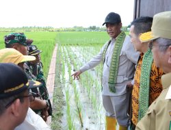 Wujudkan Swasembada Pangan, Pemerintah Melakukan Pengawalan Sejak Hulu hingga Hilir