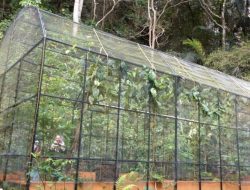 Wisata Edukasi di Bantimurung, Belajar Metamorfosis Sempurna dari Telur hingga Menjadi Kupu-kupu