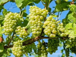 Serba-serbi Anggur Shine Muscat, Mulai dari Asal Usul hingga Hasil Uji Pestisidanya
