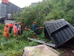Sejumlah Pohon Tumbang Akibat Hujan dan Angin Kencang, DLH Imbau Warga Tak Parkir Kendaraan di Bawah Pohon