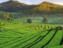5 Wisata Kebun Teh Terpopuler di Indonesia, Cocok untuk Healing