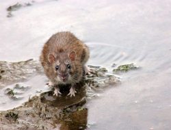 Musim Hujan, Penyakit Leptospirosis Wajib Diwaspadai