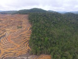 Tak Khawatirkan Deforestasi Demi Perkebunan Kelapa Sawit, Prabowo: Itu Juga Pohon
