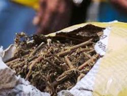 Sulsel Darurat Narkoba, BNNP Musnahkan 10 Kilo Ganja dan 900 Gram Sabu-sabu