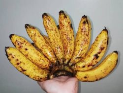 Kulit Pisang Raja Ampuh Cegah Penyakit DBD, Berikut Faktanya