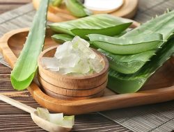 Cara Penggunaan Lidah Buaya untuk Mempercepat Penyembuhan Luka