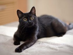 Setia dan Penyayang, Ini 7 Mitos tentang Kucing Hitam yang Tidak Selalu Benar