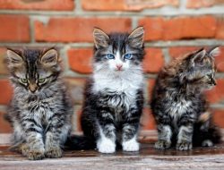 Temukan Kucing Sesuai Zodiakmu! Pilih Teman Berbulu yang Cocok dengan Karaktermu