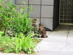 Kulit Jeruk, Solusi Alami untuk Mencegah Kucing Buang Hajat di Sekitar Rumah