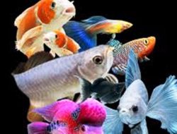 Cara Membedakan Ikan Segar dengan Tidak