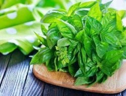 Daun Kemangi Tanaman Terna Kecil Ragam Manfaat, Bikin Wanita Ketagihan