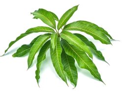 Rahasia Daun Mangga, Manfaat Luar Biasa yang Jarang Diketahui