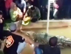 Mitos Buaya di Makassar Kini Telan Korban, MUI Sulsel Tegaskan Hal Penting Ini