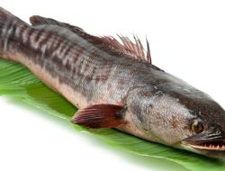 Wajib Tahu! Ini 9 Manfaat Ikan Gabus dan Cara Konsumsi yang Tepat