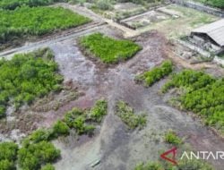 Mangrove di Pamekasan Dibabat Budiono Jadi Lahan Hotel, di Maros Warga Pemilik SHM Ditetapkan Tersangka Perusakan Lingkungan