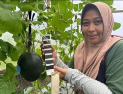 Temuan Varietas Melon Hitam oleh Mahasiwa S3 Universitas Brawijaya