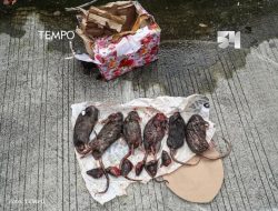 Kantor Tempo Kembali Diteror, Kali Ini 6 Bangkai Tikus Yang Dipenggal