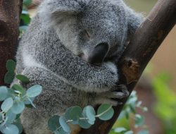 Kebijakan Kontroversial Australia: 700 Koala Ditembak Mati dari Helikopter