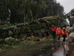 Hujan dan Angin Kencang Tumbangkan Pohon, Dua Pengendara Celaka