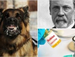 Sejarah Rabies dan Upaya Penyembuhannya, Sudah Dikenal Sejak Zaman Babilonia