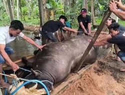 Sapi Seharga Rp125 Juta Milik Presiden Prabowo Mati Sebelum Dikirim