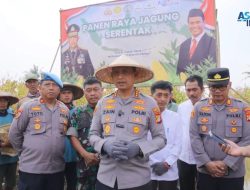 Polsek Teluknaga Gandeng PIK2, Petani Jagung Nikmati Hasil Panen Raya