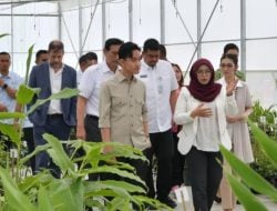 Gibran: Biasanya Nikel, Ini Hirilisasi Kemenyan