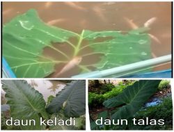 Tidak Mesti Selalu Pelet, Daun Keladi dan Talas Bisa Dijadikan Pakan Ikan Nila