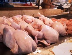 BPJPH Tegaskan Pedagang Ayam Harus Kantongi Sertifikat Halal