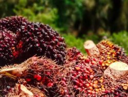 Daftar Rincian Harga Sawit Berdasarkan Umur Tanaman, Pengusaha Wajib Patuh