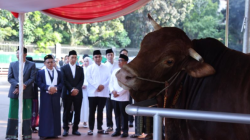 Sapi kurban APPSI. (ANTARA/HO-APPSI)