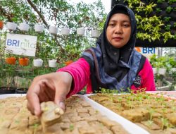 BRI Diakui atas Peran Nyata dalam Urban Farming dan Pemberdayaan  Perempuan