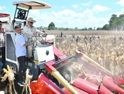 Panen Raya Jagung Seluas 344 Ribu Hektare, Presiden Prabowo Tegaskan Indonesia Siap Jadi Lumbung Pangan Dunia