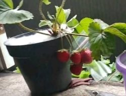 Pohon Stroberi Bisa Berbuah Lebat di Daerah Panas, Simak Tips Jitu dari Pehobi