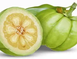 Manfaat Kesehatan Garcinia Cambogia dan Efek Sampingnya