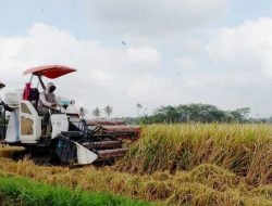 Kelompok Tani di Bone Bantah Bantuan Alsintan Diperjualbelikan dan Dikuasai Perorang
