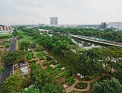 Agung Sedayu dan Salim Group Tanam 4.000 Pohon Trembesi Wujudkan Hutan Kota di PIK 2