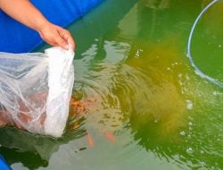PIK2 Dukung Ketahanan Pangan Warga Teluknaga dengan Program Budidaya Ikan