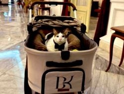 Heboh Kucing Prabowo, Bobby Kertanegara Dikawal Ketat Polisi, Presma UINAM: Sangat Berlebihan