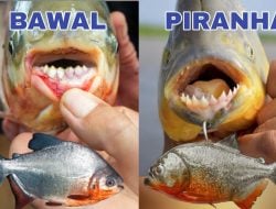 Bawal dan Piranha, 2 Ikan yang Sangat Mirip, tapi Perbedaannya Bikin Melongo