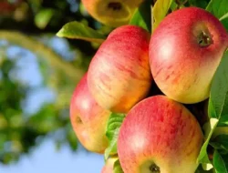 Jaga Kesehatan Ginjal, Konsumsi 7 Jenis Makanan Ini