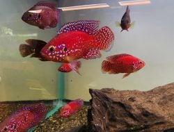 Keistimewaan Ikan Red Jewel Cichlid, Mudah Beradaptasi dan Bisa Mengenali Pemiliknya