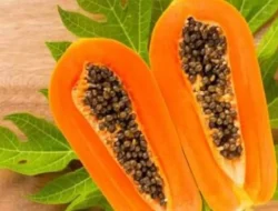 9 Makanan Tinggi Serat untuk Kesehatan Pencernaan