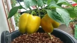 Menanam Paprika di Makassar Ternyata Mudah Berbuah, Simak Tips dari Pehobi