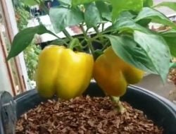 Menanam Paprika di Makassar Ternyata Mudah Berbuah, Simak Tips dari Pehobi