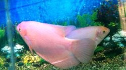 Kenapa Ikan Gurame Padang Harganya Lebih Mahal dari Gurame Biasa? Ini Penjelasannya